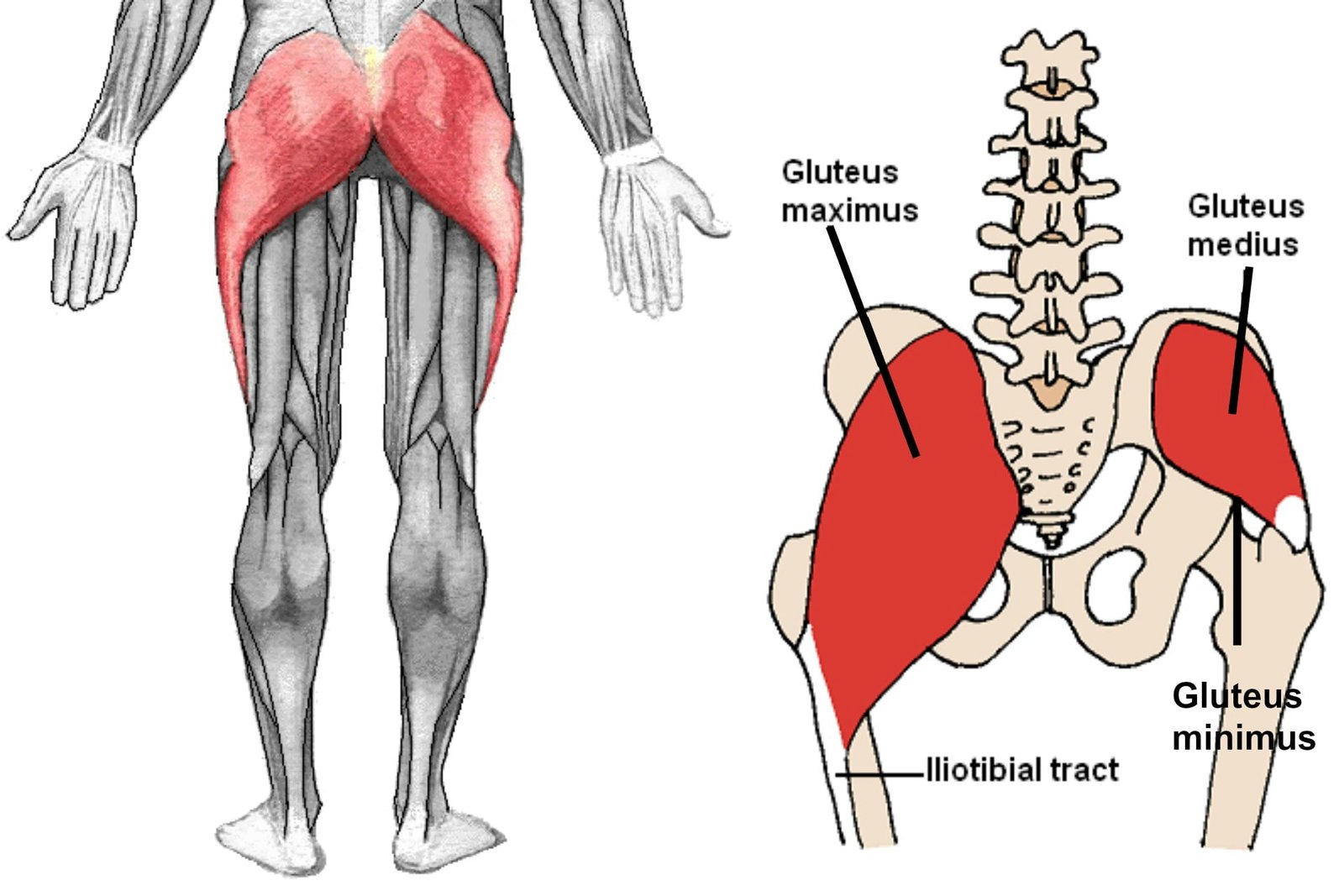 Pakaralihakset Lihaksien Anatomia Teht v t Ja Vahvistaminen