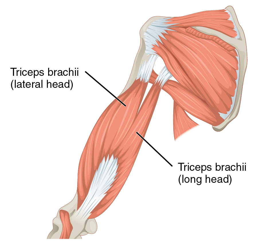 Triceps Brachii Labeled