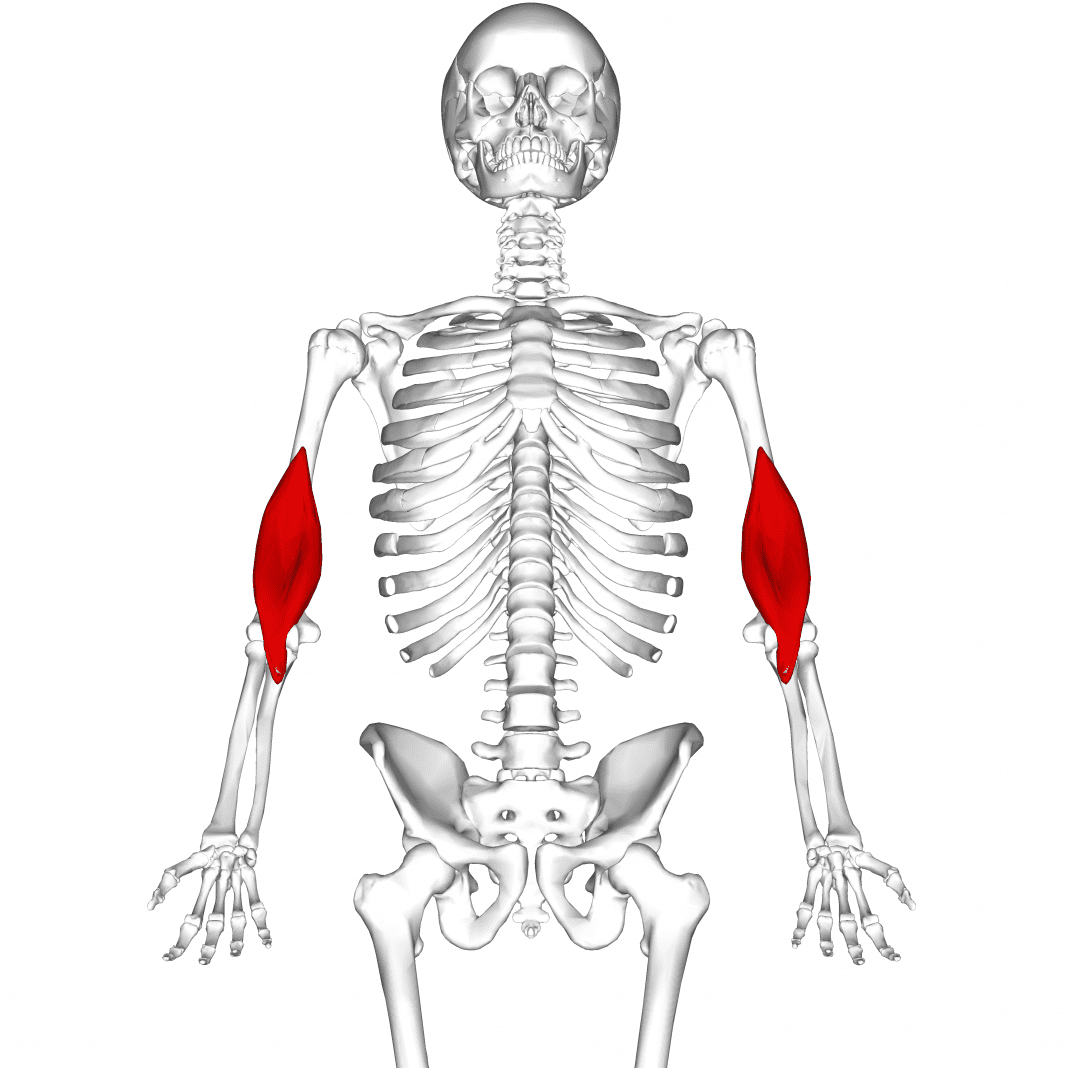 Olkavarsilihas Brachialis olkavarsilihas-brachialis