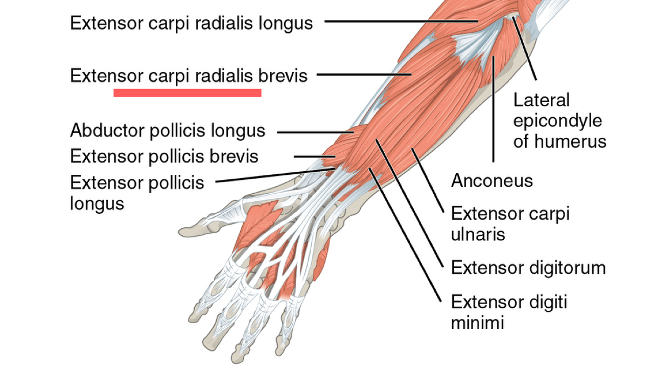 Ranteen Lyhyt Värttinäluun Puoleinen Ojentajalihas