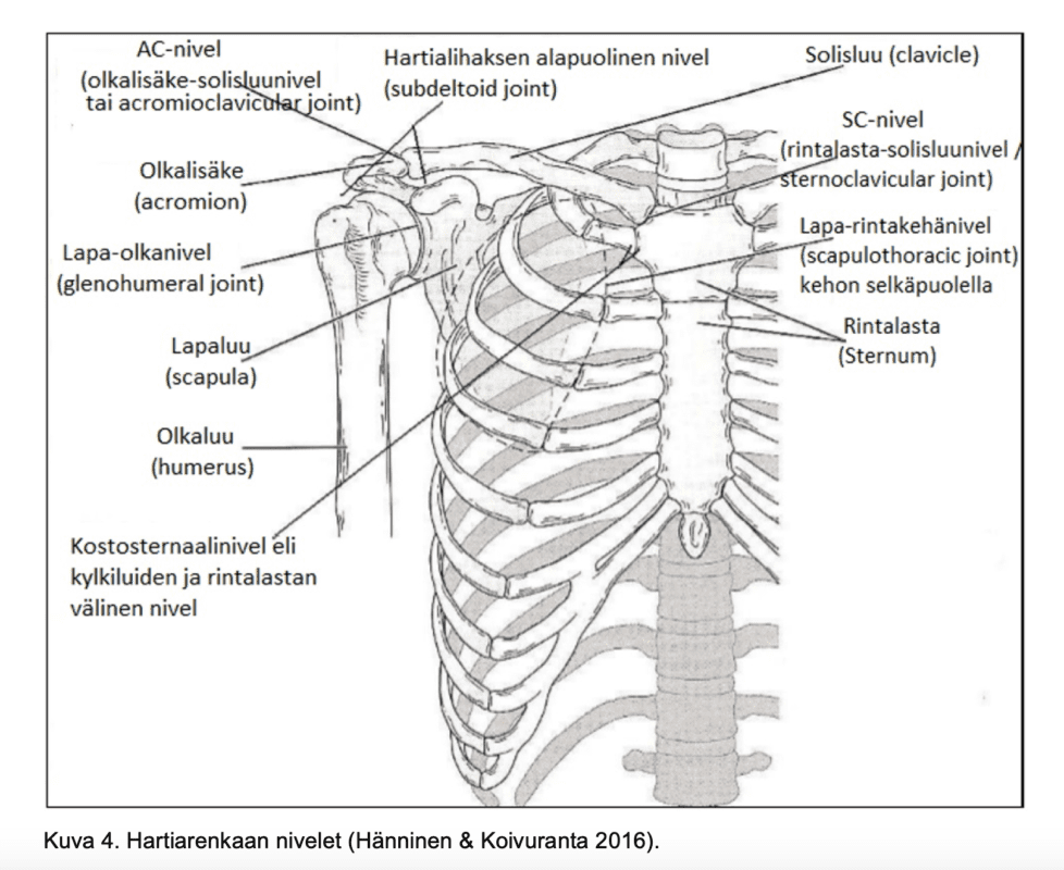 Olkanivel Toiminta Lihakset Nivelet Ja Fysiologia Olkanivel Toiminta Lihakset Nivelet Ja Fysiologia