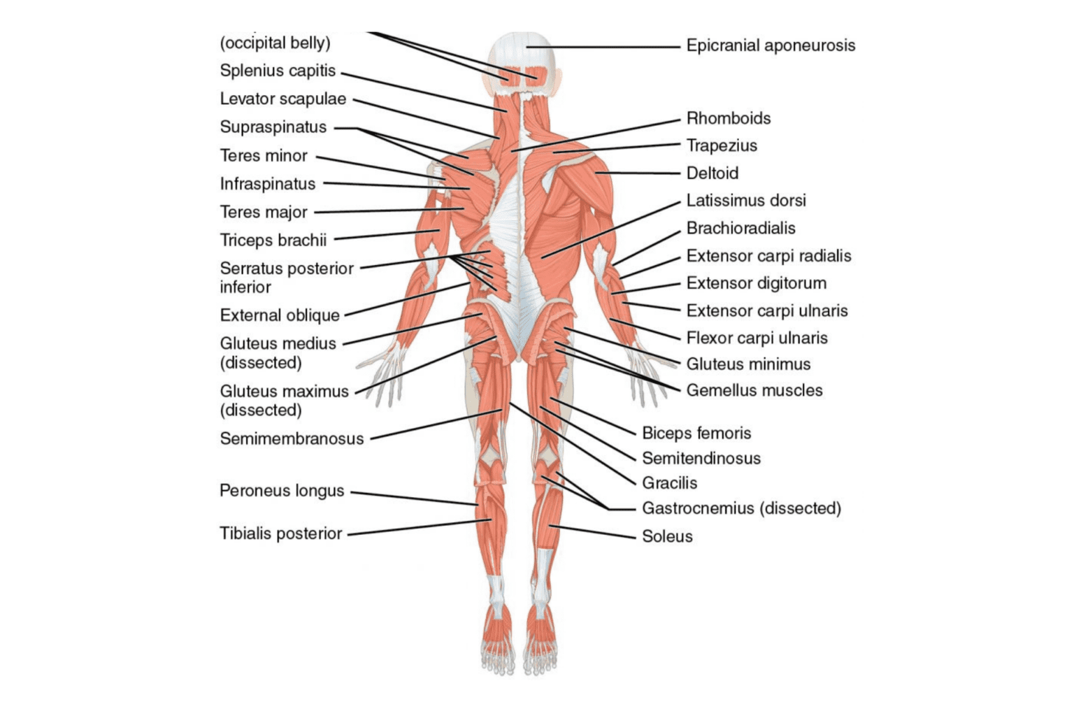 Sel n Lihakset Selk lihasten Anatomia Ja Toiminta sel-n-lihakset-selk-lihasten-anatomia-ja-toiminta